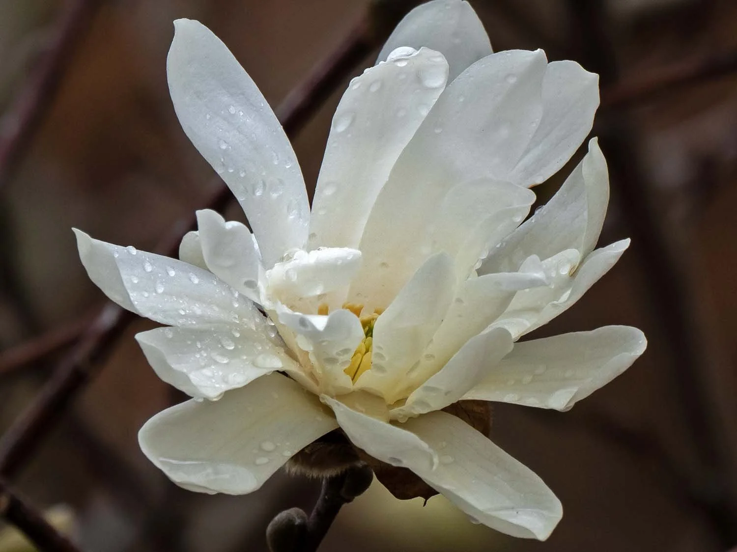 Reimagining Magnolias — Susan Kirby
